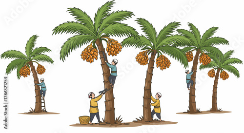 Date palm harvest scene with workers climbing trees