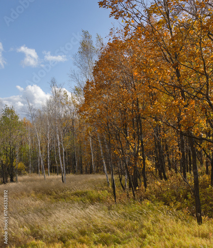 Autumn in the forest