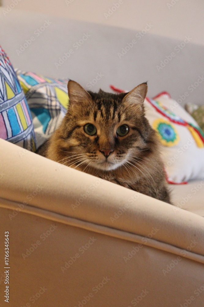 Naklejka premium Cat Playing