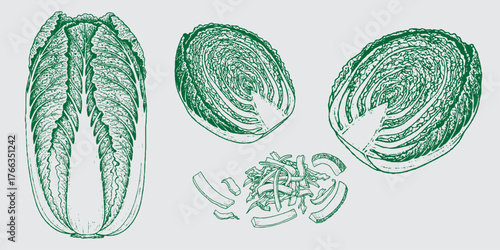 Napa Cabbage Illustration Pack: Fresh Vegetable Drawing in Line Art Style. Whole, Cut, and Sliced Chinese Cabbage Vector Illustration. Hand-Drawn.