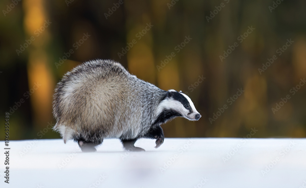 Obraz premium Badger close up ( Meles meles )