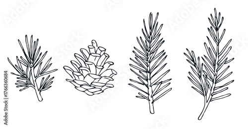 松ぼっくりPine cone