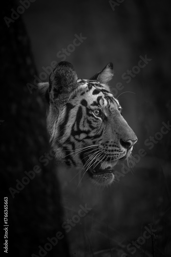 Mono tiger stands poking head past tree