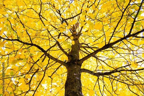 Looking up through a golden canopy of autumn leaves to a sturdy trunk, sunlig...