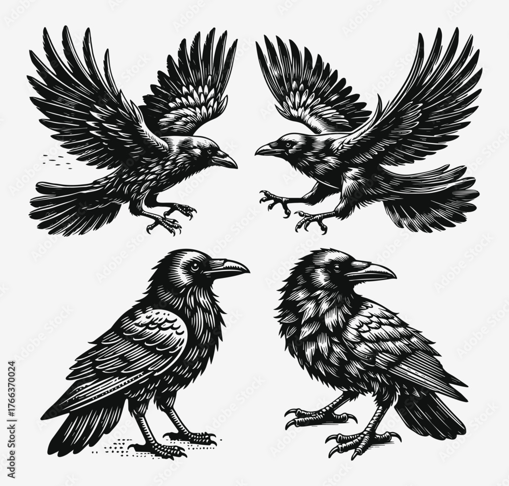 Obraz premium Black Crows Vector Design Set
