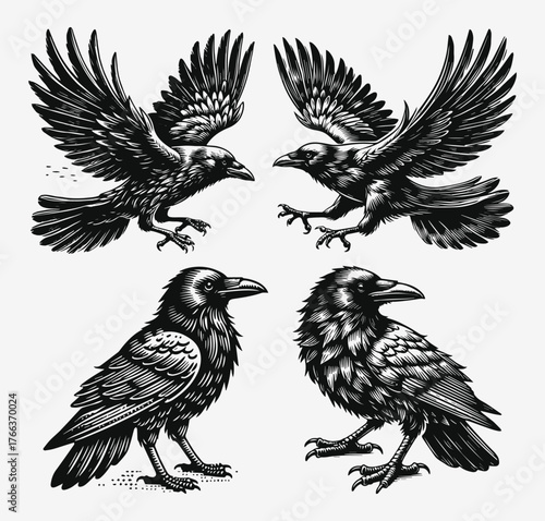 Black Crows Vector Design Set