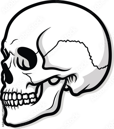 Black and white vector illustration of a human skull, showing the side profile with teeth.