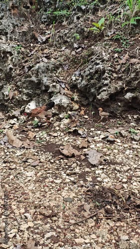 Wallpaper Mural A detailed perspective of a rugged, dry natural terrain, showcasing earthy soil, scattered small stones, and resilient green vegetation. Torontodigital.ca