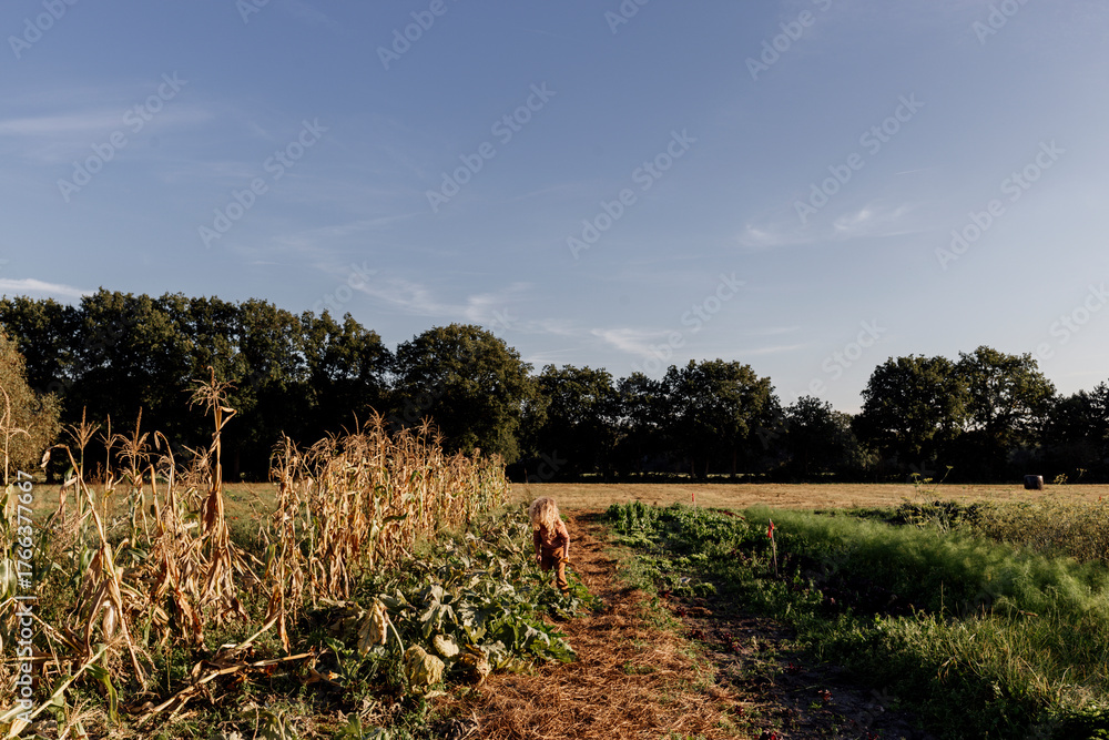 Fototapeta premium Child working in the corn field on a sunny day