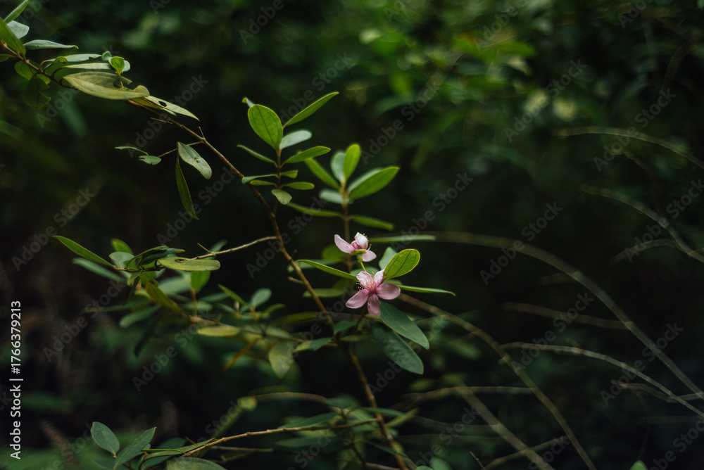 Obraz premium Pink Myrtle Blossom in Khao Ra, Than Sadet Ko Phangan National Park
