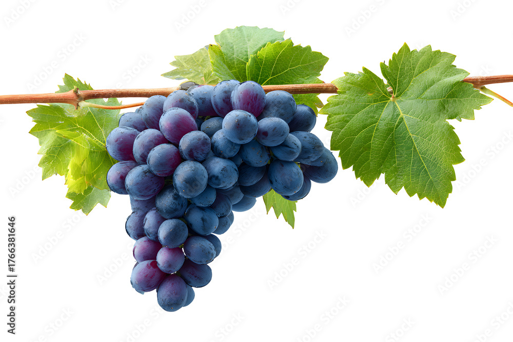 Obraz premium Fresh purple grapes on vine with green leaves, isolated on transparent background