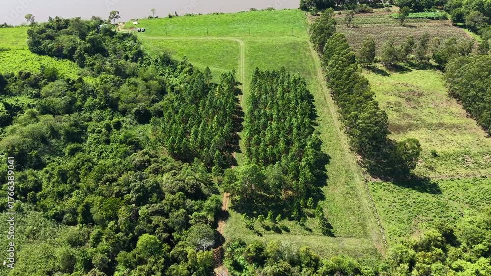 Tilted aerial view of symmetrical pine tree rows surrounded by lush green farmland near river, Panambi, Misiones, Argentina.