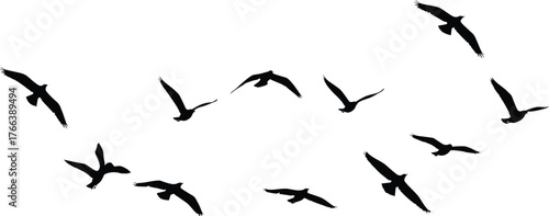 Bird silhouettes in flight, dynamic avian motion illustration, flock migration design for nature, wildlife, sky art, and educational use