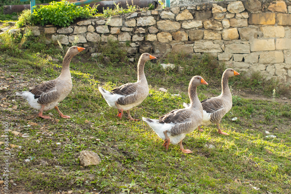 Fototapeta premium Geese graze on a green grass. A flock of four domestic geese walks together in mountains