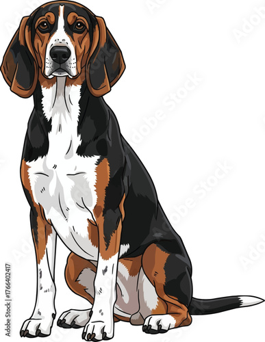 Estonian Hound dog sitting pose facing front vector illustration