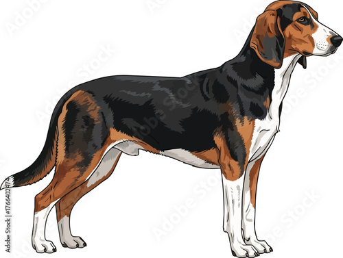 Estonian Hound dog standing side profile view vector illustration