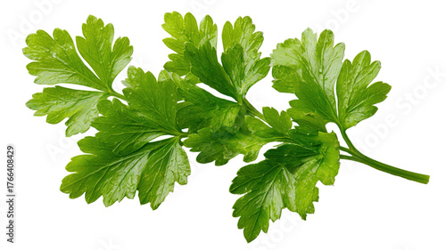 Wallpaper Mural Fresh parsley sprig with vibrant green color showing aromatic herb texture and natural cooking ingredient isolated on white background Torontodigital.ca