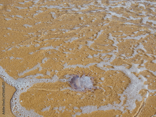 A jellyfish is in the crystal-clear waters of the sea. The water reaches the shore forming a delicate foam. It seems that the wave has dragged the transparent jellyfish to the shore 