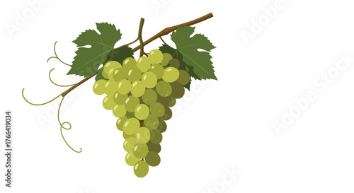 A delightful bunch of green grapes hanging from a branch with leaves and tendrils, a perfect illustration for food or agriculture themes.