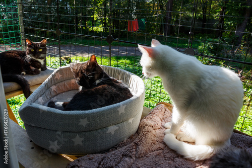 Wallpaper Mural Three lovely felines enjoy sunbathing on a secure outdoor cat enclosure. Two tuxedos and a fluffy white kitty lounge and observe their green surroundings Torontodigital.ca