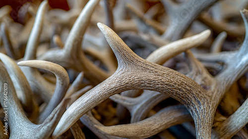 Close-up of many deer antlers