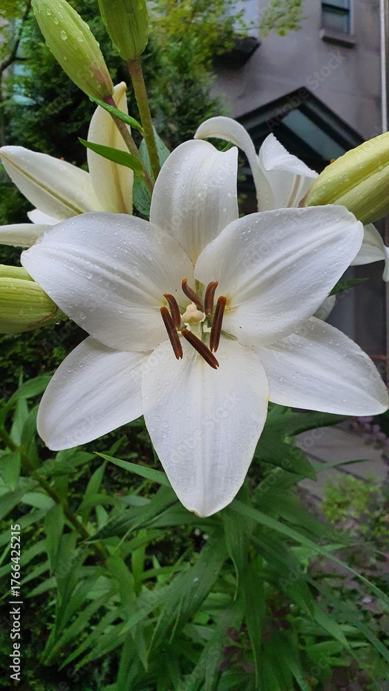 Fototapeta premium Elegant White Lily Flower with Raindrops and Brown Stamens, Close-up