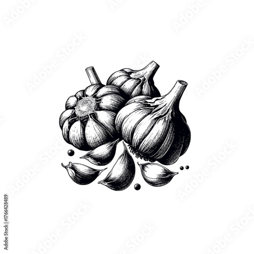 garlic black white hand drawn illustration
