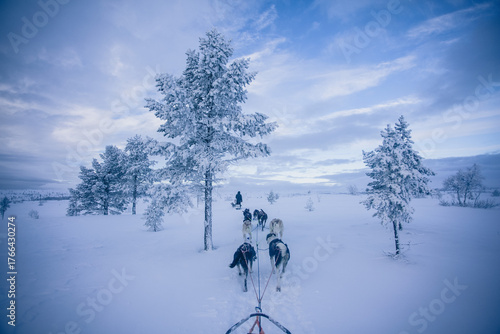 Dog Sledding Adventure Through Snowy Winter Landscape
