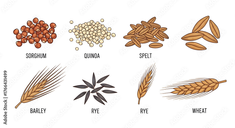 Obraz premium Diverse collection of healthy cereal grains, featuring essential ingredients like quinoa, spelt, and wheat for a balanced diet and wholesome cooking, perfect for culinary and agricultural themes
