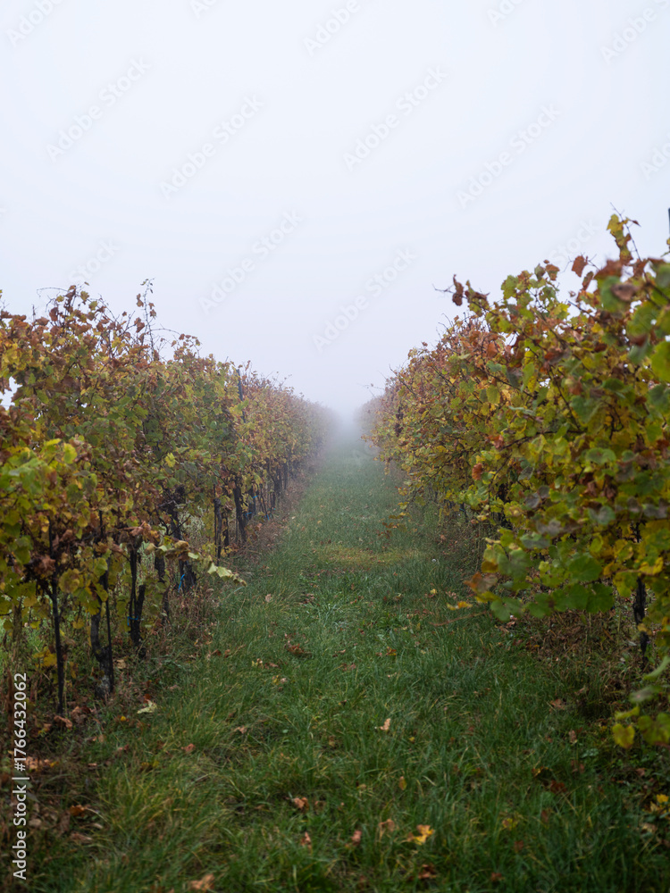 Fototapeta premium autumn vineyards in the mist 