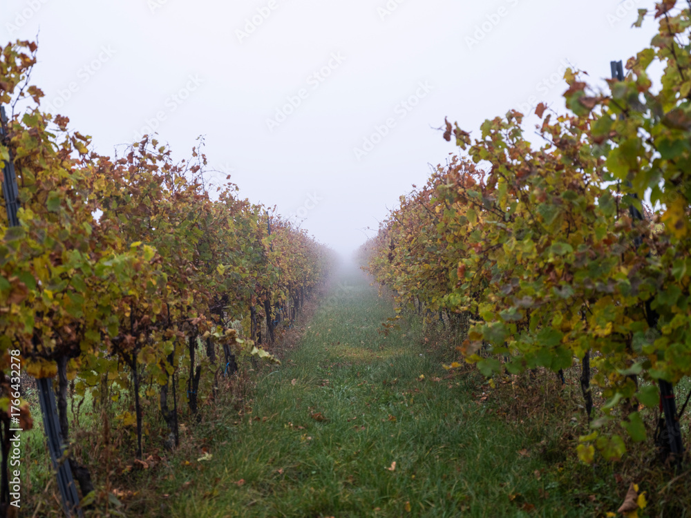 Fototapeta premium autumn vineyards in the mist 