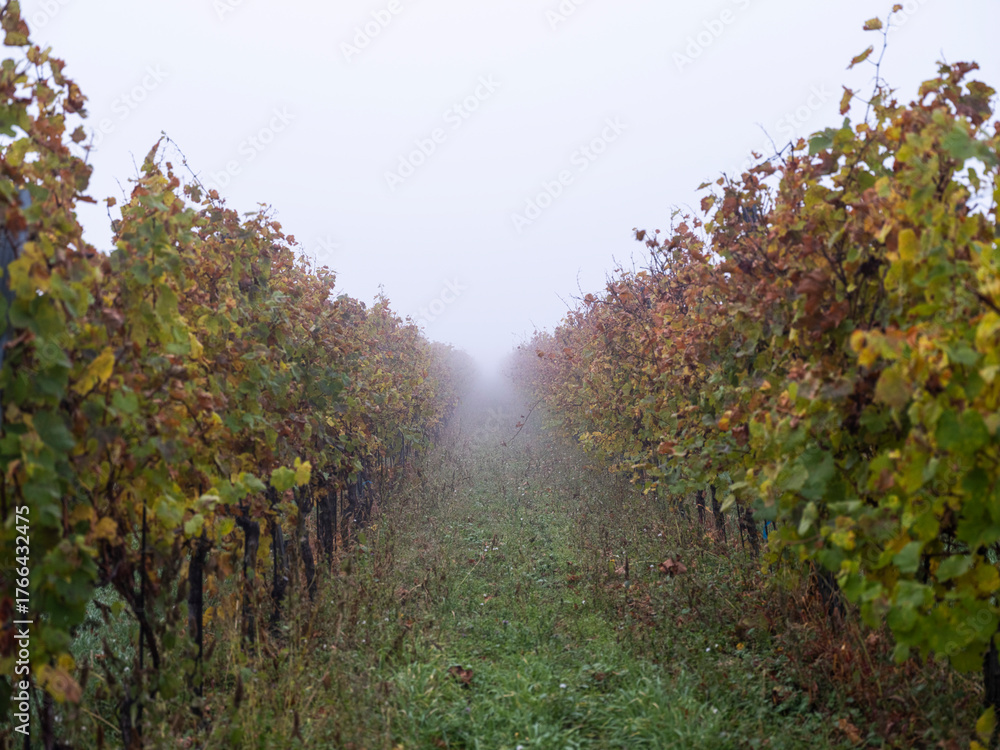 Fototapeta premium autumn vineyards in the mist 