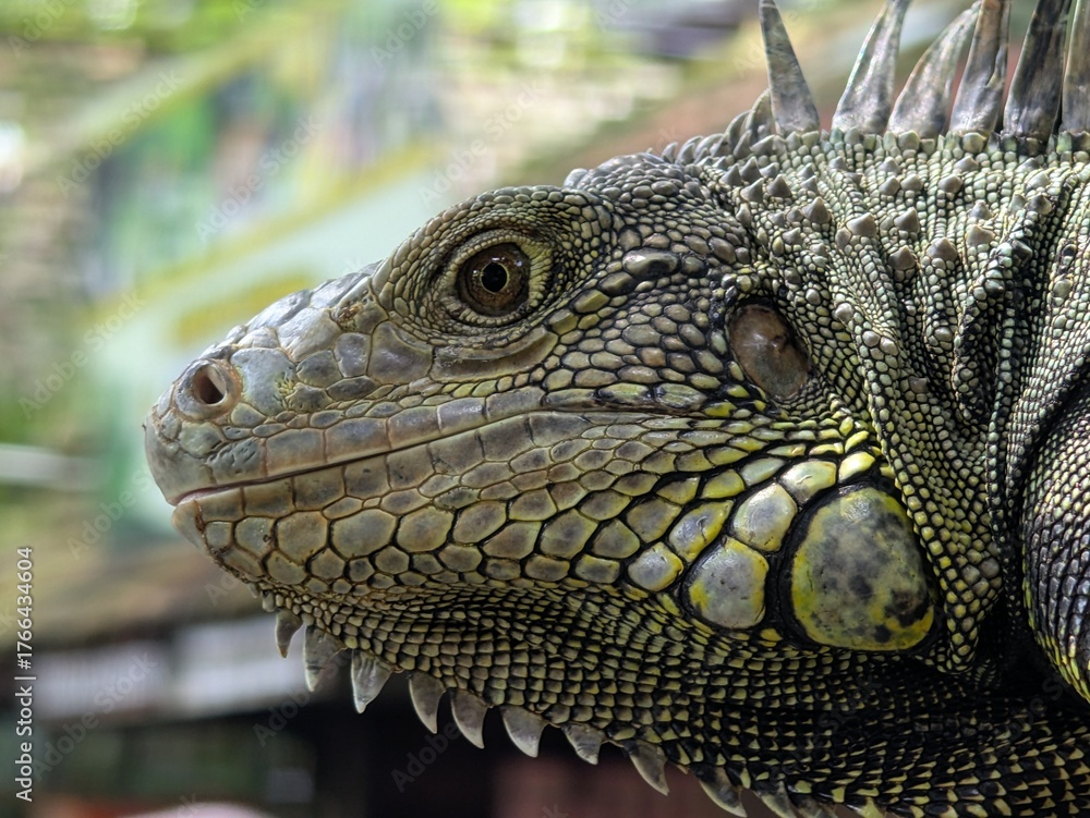 Fototapeta premium Iguanas have a third eye on top of their heads, can jump from heights of up to 40-50 feet without injury, can change color and are cannibalistic when hungry.