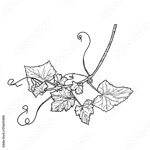 Sprig of grapes or cucumber with leaves and flowers, a hand-drawn sketch. Vector illustration. Fresh rustic vegetables, isolated on white background. Concept of farming, healthy nutrition and vitamins