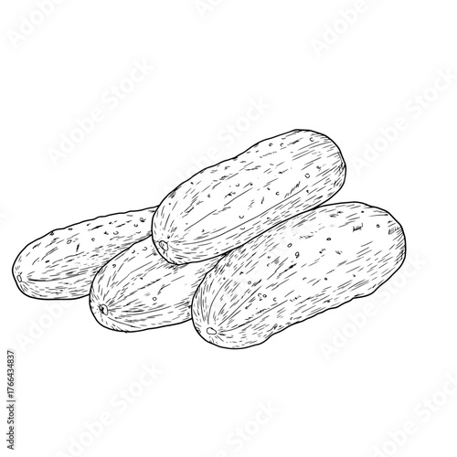 Ripe cucumbers are stacked in pile, a hand-drawn sketch. Vector illustration. Fresh rustic vegetables, the set is isolated on a white background. The concept of farming, healthy nutrition and vitamins