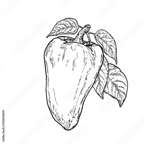 Bell pepper and sprig with leaves, simple drawing, black and white sketch. Vector illustration. Fresh farm vegetables, isolated on white background. The theme of healthy eating, eco and vegetarianism