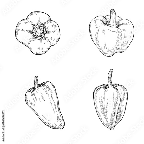 Bell pepper, simple drawing, black and white sketch. Vector illustration. Fresh farm vegetables, a set of silhouettes isolated on a white background. The theme of healthy eating, eco and vegetarianism