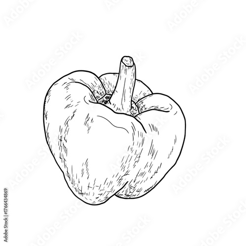 Bell pepper, simple drawing, black and white sketch. Vector illustration. Fresh farm vegetables, isolated on a white background. The theme of healthy eating, eco and vegetarianism