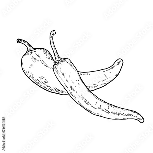 Hot pepper, chili, simple drawing, black and white sketch. Vector illustration. Fresh farm vegetables highlighted on a white background. The theme of healthy eating, sustainability and vegetarianism