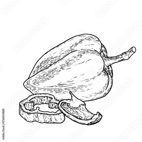 Bell pepper, simple drawing, black and white sketch. Vector illustration. Fresh farm vegetables, sliced and ringed isolated on white background. Theme of healthy eating, eco-friendly and vegetarianism