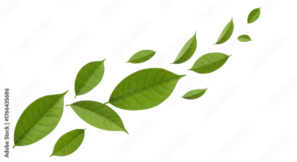 Naklejka premium Scattered Green Leaves In A Flowing Pattern Against A Transparent Background Isolated For Use Leaf Pattern Flowing Leaves Nature Organic Plant Foliage Transparent Background