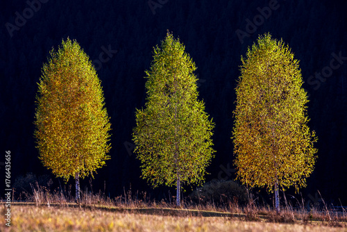 Birch Trees in Sunset Light with Pine Forest Background. Beautiful birch trees glowing in the warm light of sunset, with a shadowed pine forest creating a soft, decorative background.
