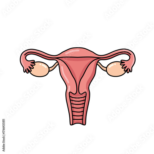 Detailed vector illustration of the female reproductive system with uterus and ovaries, perfect for medical education, anatomy charts, and healthcare infographics