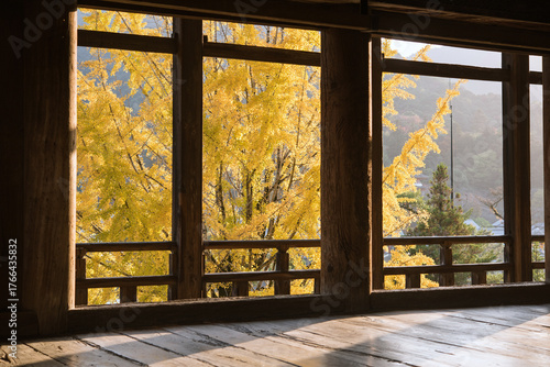豊国神社（千畳閣）から見た黄葉したイチョウの木　広島県・宮島