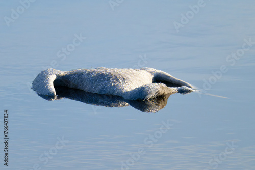 Vogelgrippe 2025 in Deutschland