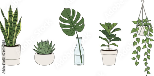 Collection of Potted and Hanging Houseplants