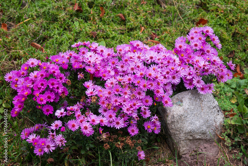 Wallpaper Mural Pink autumn asters blooming in a garden beside a stone, creating a colorful floral ground cover. Torontodigital.ca