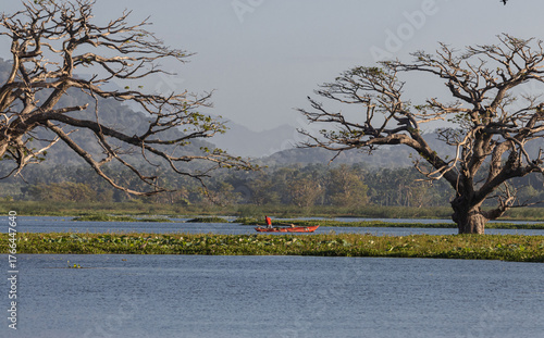 tree in the river, scenic of lake with old trees