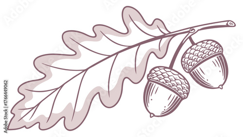 Illustration of Oak Leaf with Acorns in Hand-drawn Style