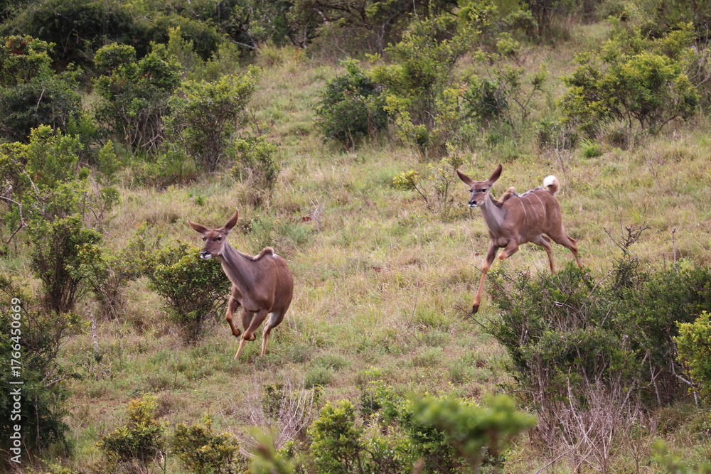 Obraz premium Greater Kudu in Addo Elephant Park – African Wildlife in Natural Habitat